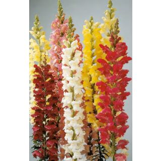 Compra ANTIRRHINUM ROCKET F1 BLANCO (1.000 Semillas) en la tienda online Fito Agrícola