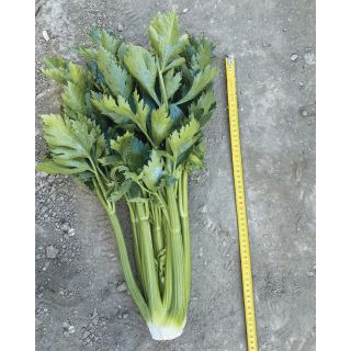 Compra APIO GREENEL F1 Pildorado (5.000 Semillas). en la tienda online Fito Agrícola