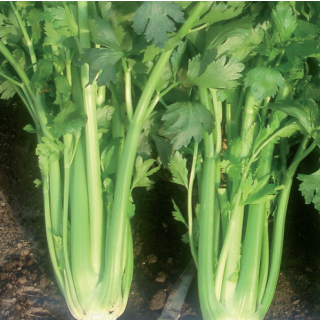 Compra APIO OCTAVIUS F1 Pildorada (5.000 Semillas) en la tienda online Fito Agrícola