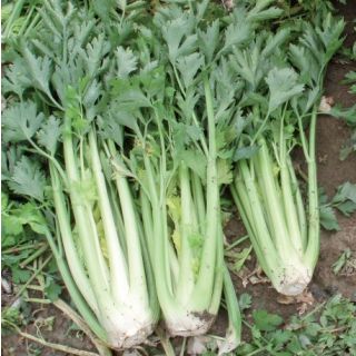 Compra APIO TALL UTAH 52/70 Pildorado (25.000 Semillas) en la tienda online Fito Agrícola