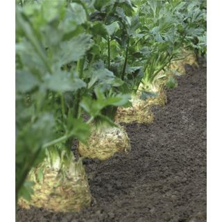 Compra APIO RÁBANO DIAMANT F1 Píldorada Pregerminada ECOLÓGICO (10.000 semillas) en la tienda online Fito Agrícola