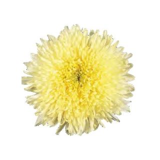 Compra ASTER DE CHINA BENPRINCESS AMARILLA (1.000 Semillas) en la tienda online Fito Agrícola