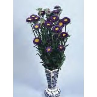 Compra ASTER DE CHINA FAN DEEP BLUE (1.000 Semillas) en la tienda online Fito Agrícola