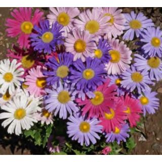 Compra ASTER DE CHINA MEZCLA (100 gr.). en la tienda online Fito Agrícola