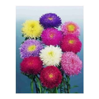 Compra ASTER DE CHINA PRINCESS MEZCLA (100 gr.). en la tienda online Fito Agrícola