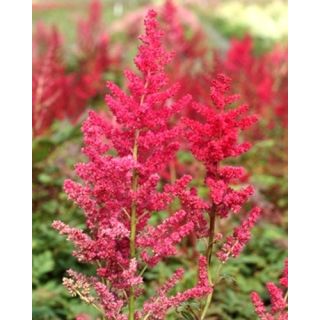 Compra ASTILBE ARENDSII SPINELL (25 Unid.). en la tienda online Fito Agrícola