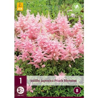 Compra ASTILBE JAPONICA PEACH BLOSSOM en la tienda online Fito Agrícola