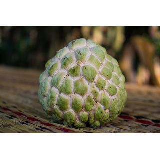 Compra ATEMOYA en la tienda online Fito Agrícola