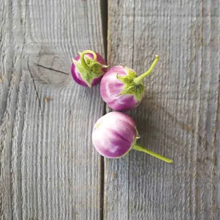 Compra BERENJENA THAI LAVENDER FROG EGG AB ( 30 Semillas) en la tienda online Fito Agrícola