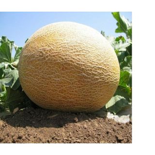 Compra MELÓN AUGUSTO F1 (1.000 Semillas) en la tienda online Fito Agrícola