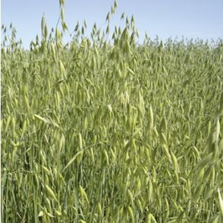 Compra AVENA SÁTIVA KBIRA R2 Sin Tratar (20 Kgr.). en la tienda online Fito Agrícola