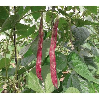 Compra JUDÍA BUENOS AIRES ROJA Sel. Batllepro (500 Semillas) en la tienda online Fito Agrícola