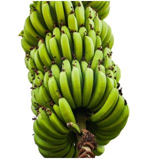 Compra PLATANERA CANARIA en la tienda online Fito Agrícola