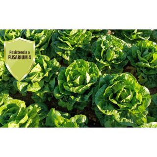 Compra LECHUGA BARBIE (LG-714) Pildorada (25.000 Semillas) en la tienda online Fito Agrícola