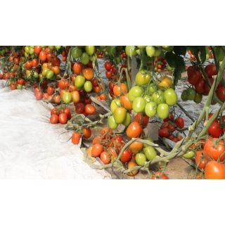 Compra TOMATE BARRONTO F1 (1000 Semillas) en la tienda online Fito Agrícola