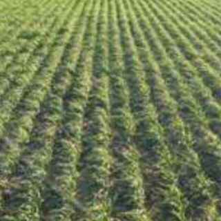 Compra GOLD ITALIANO HÍBRIDO (20 Kgr.). en la tienda online Fito Agrícola