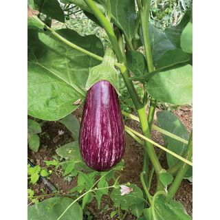 Compra BERENJENA ROXANNE F1 (1.000 Semillas) en la tienda online Fito Agrícola