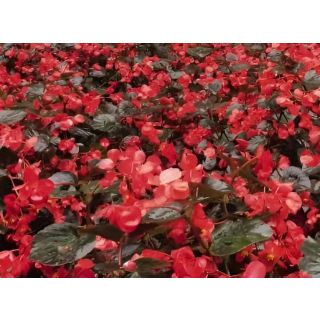 Compra BEGONIA BENARIENSIS BIG ROJA (Hoja Bronce) F1 (144 Plantas) en la tienda online Fito Agrícola