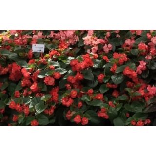 Compra BEGONIA BENARIENSIS BIG ROJA (Hoja Verde) F1 (144 Plantas) en la tienda online Fito Agrícola