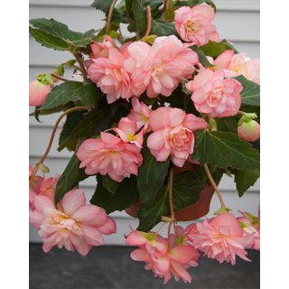 Compra BEGONIA CASCADE FLORENCE (25 Unid.). en la tienda online Fito Agrícola