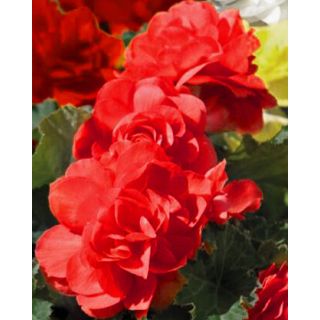 Compra BEGONIA GRANDIFLORA RED (25 Unid.). en la tienda online Fito Agrícola
