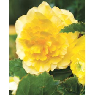 Compra BEGONIA GRANDIFLORA YELLOW (25 Unid.). en la tienda online Fito Agrícola