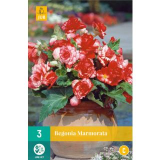 Compra BEGONIA MARMORATA en la tienda online Fito Agrícola