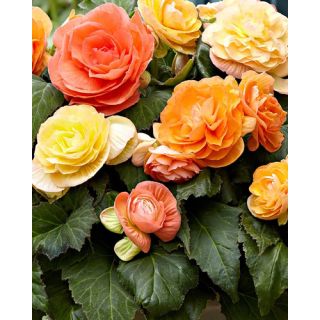 Compra BEGONIA PASTEL COMPACTA MIX (25 Unid.). en la tienda online Fito Agrícola