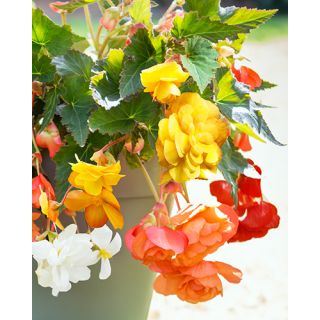 Compra BEGONIA PENDULA MIX (25 Unid.). en la tienda online Fito Agrícola