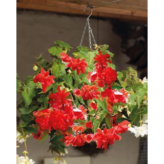 Compra BEGONIA PENDULA RED (25 Unid.). en la tienda online Fito Agrícola