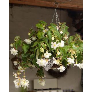 Compra BEGONIA PENDULA WHITE (25 Unid.). en la tienda online Fito Agrícola