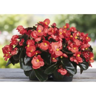 Compra BEGONIA COCKTAIL ROJA (Hoja Bronce) SEMPERFLORENS (240 Plantas) en la tienda online Fito Agrícola