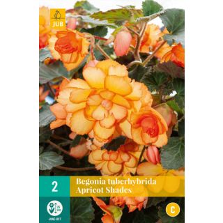 Compra BEGONIA TUBERHYBRIDA APRICOT SHADES en la tienda online Fito Agrícola