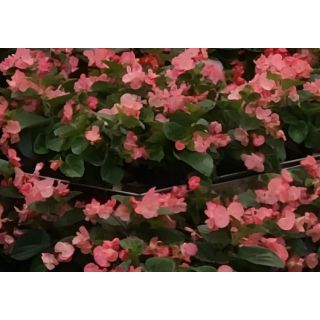 Compra BEGONIA BENARIENSIS BIG ROSA (Hoja Verde) F1 (144 Plantas) en la tienda online Fito Agrícola