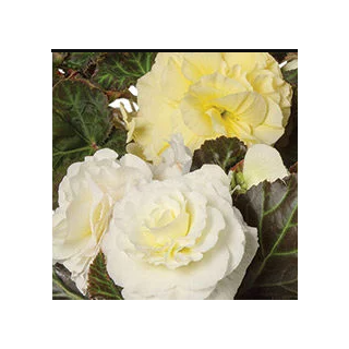 Compra BEGONIA LIMITLESS® CREAM SHADES Pildorada F1 (1.000 Semillas) en la tienda online Fito Agrícola