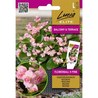 Compra BEGONIA FLOWERBALL PINK F1 (30 Semillas). en la tienda online Fito Agrícola