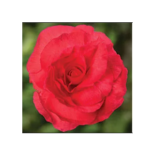 Compra BEGONIA LIMITLESS® DARK ROSE Pildorada F1 (1.000 Semillas) en la tienda online Fito Agrícola