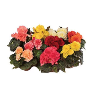 Compra BEGONIA LIMITLESS® FORMULA MIX Pildorada F1 (1.000 Semillas) en la tienda online Fito Agrícola