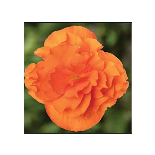 Compra BEGONIA LIMITLESS® ORANGE Pildorada F1 (1.000 Semillas) en la tienda online Fito Agrícola