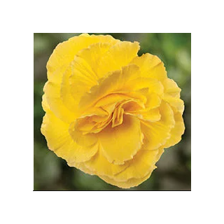 Compra BEGONIA LIMITLESS® YELLOW Pildorada F1 (1.000 Semillas) en la tienda online Fito Agrícola