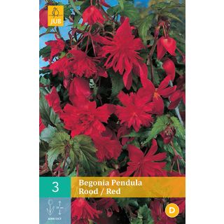Compra BEGONIA PENDULA RED en la tienda online Fito Agrícola