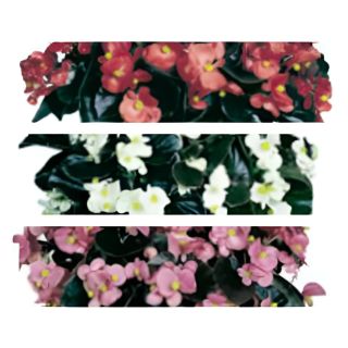 Compra BEGONIA COCKTAIL MIX (Hoja Bronce) SEMPERFLORENS (240 Plantas) en la tienda online Fito Agrícola