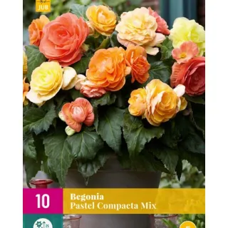 Compra BEGONIA PASTEL COMPACTA MIX XXL en la tienda online Fito Agrícola