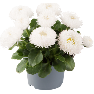 Compra BELLIS BAM BAM WHITE BLUSH Pildorada F1 (1.000 Semillas) en la tienda online Fito Agrícola