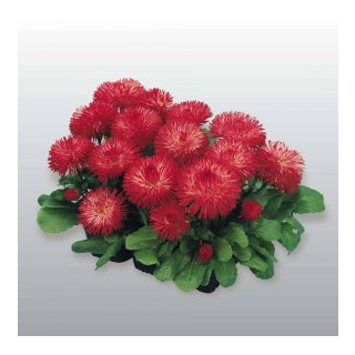 Compra BELLIS HABANERA RED Pildorada F1 (1.000 Semillas) en la tienda online Fito Agrícola