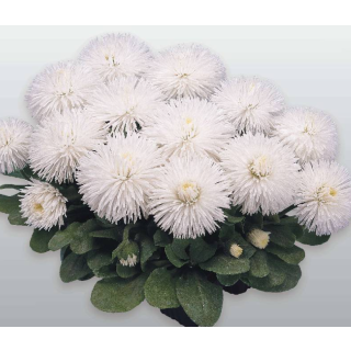 Compra BELLIS HABANERA WHITE Pildorada F1 (1.000 Semillas) en la tienda online Fito Agrícola