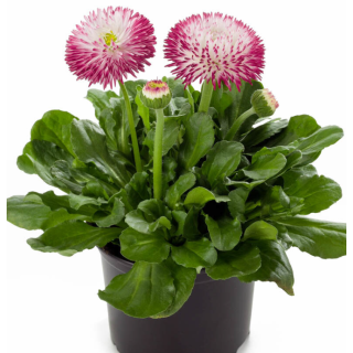 Compra BELLIS HABANERA WHITE WITH RED TIPS Pildorada F1 (1.000 Semillas) en la tienda online Fito Agrícola