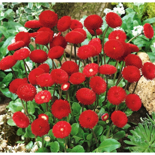 Compra BELLIS PLANET RED Pildorada F1 (1.000 Semillas) en la tienda online Fito Agrícola