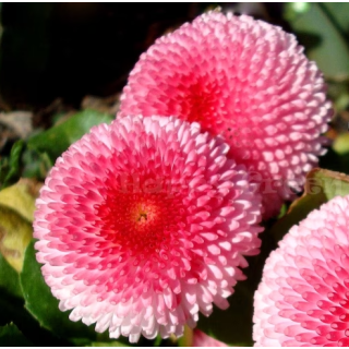 Compra BELLIS PLANET ROSE Pildorada F1 (1.000 Semillas) en la tienda online Fito Agrícola