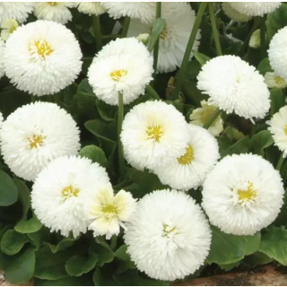 Compra BELLIS PLANET WHITE Pildorada F1 (1.000 Semillas) en la tienda online Fito Agrícola